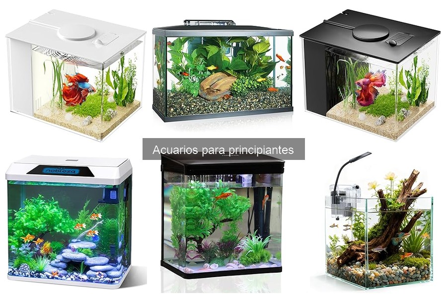 ¿Cuál es el acuario ideal para principiantes? Guía sencilla