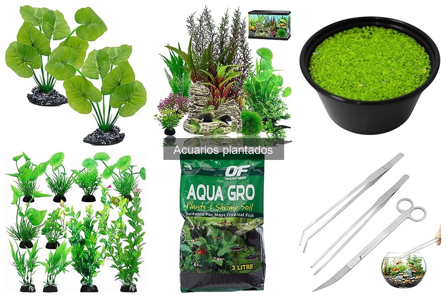 ¿Cuánto cuesta mantener un acuario plantado? Descubre los gastos