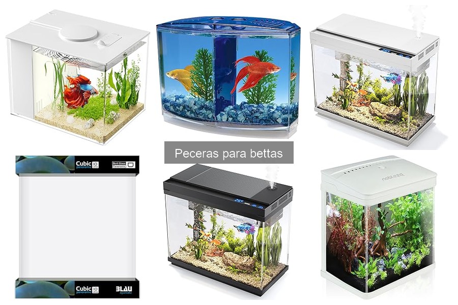 ¿Cuánto Dura una Pecera de Betta? Mantenimiento y Consejos