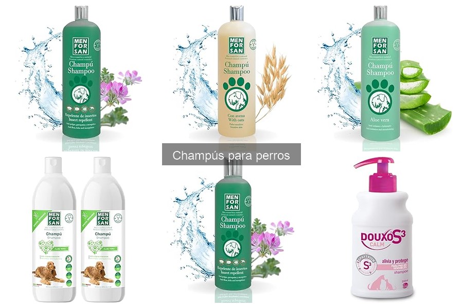 Cuidados después del baño para perros: consejos esenciales