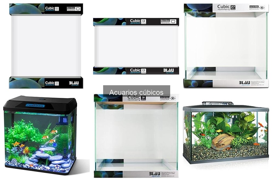Cuidados Específicos para Peces en Acuarios Cúbicos