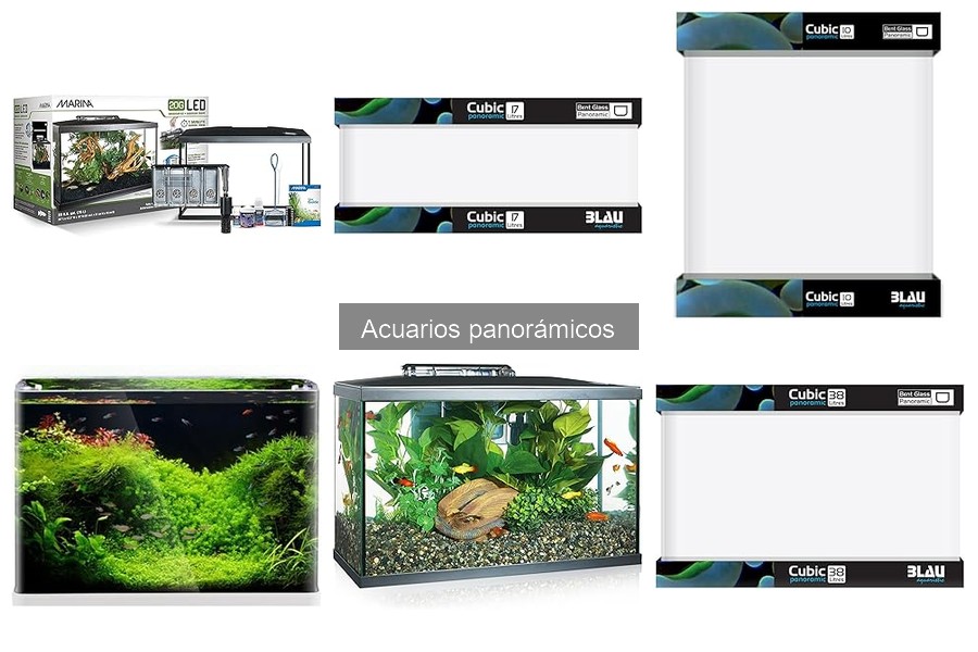 Decorar un Acuario Panorámico: Ideas y Consejos Estéticos