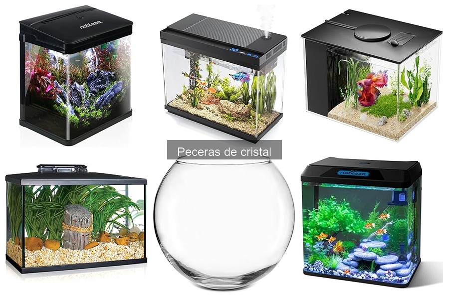 Descubre qué son las peceras de cristal y sus beneficios