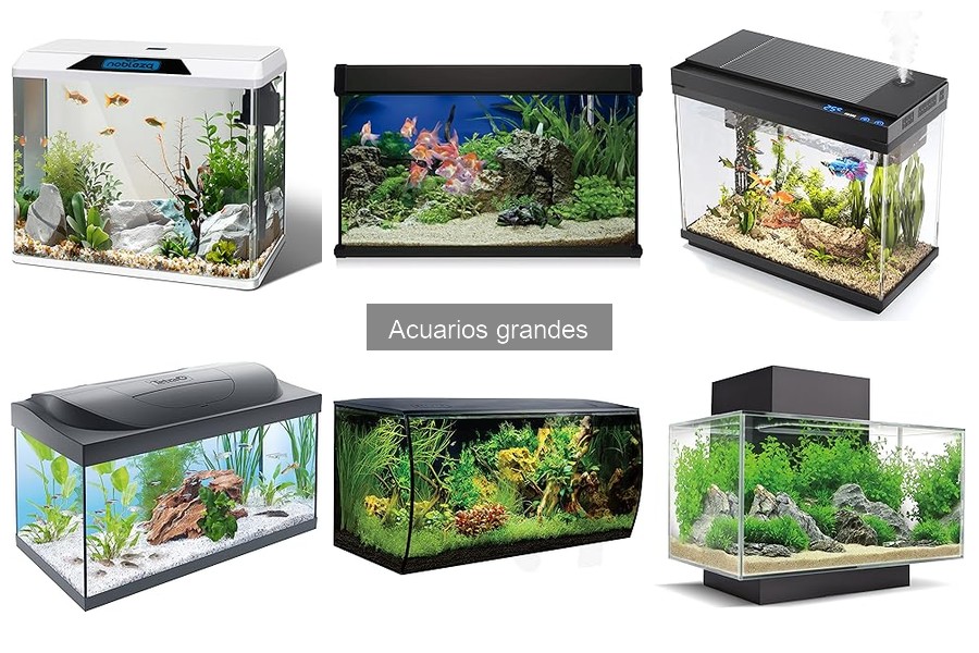 Dónde comprar acuarios grandes: mejores opciones y consejos
