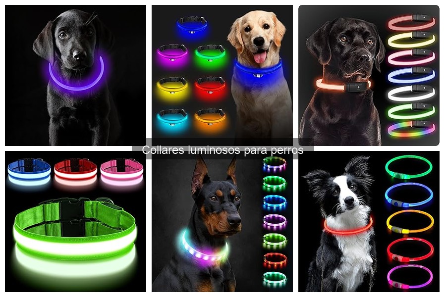 Dónde comprar collares luminosos para perros: Ofertas y opciones