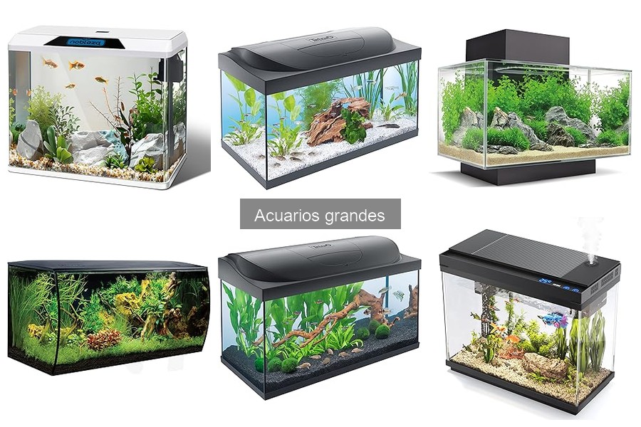 Elige el tamaño perfecto para tu acuario grande