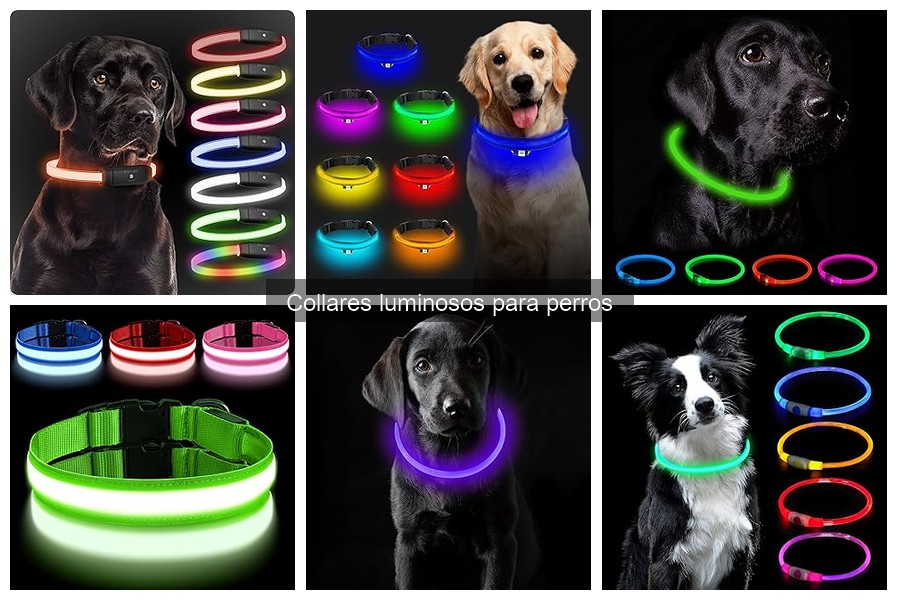 Errores Comunes al Elegir Collares Luminosos para Perros