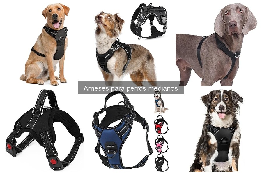 Errores comunes al usar arneses para perros medianos