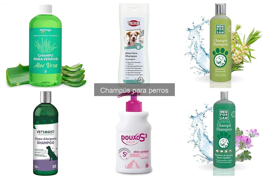 Errores comunes al usar champú para perros y cómo evitarlos