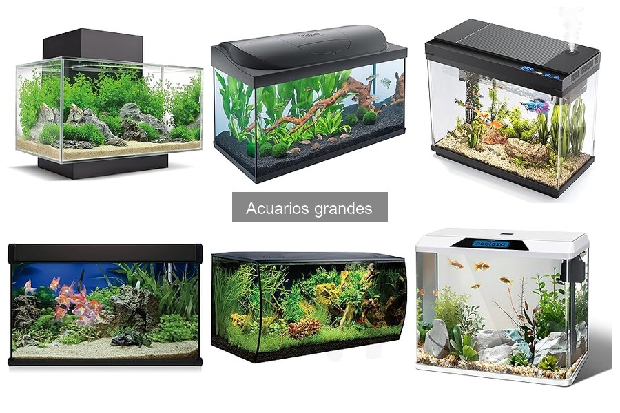 Especies de Peces Ideales para Acuarios Grandes