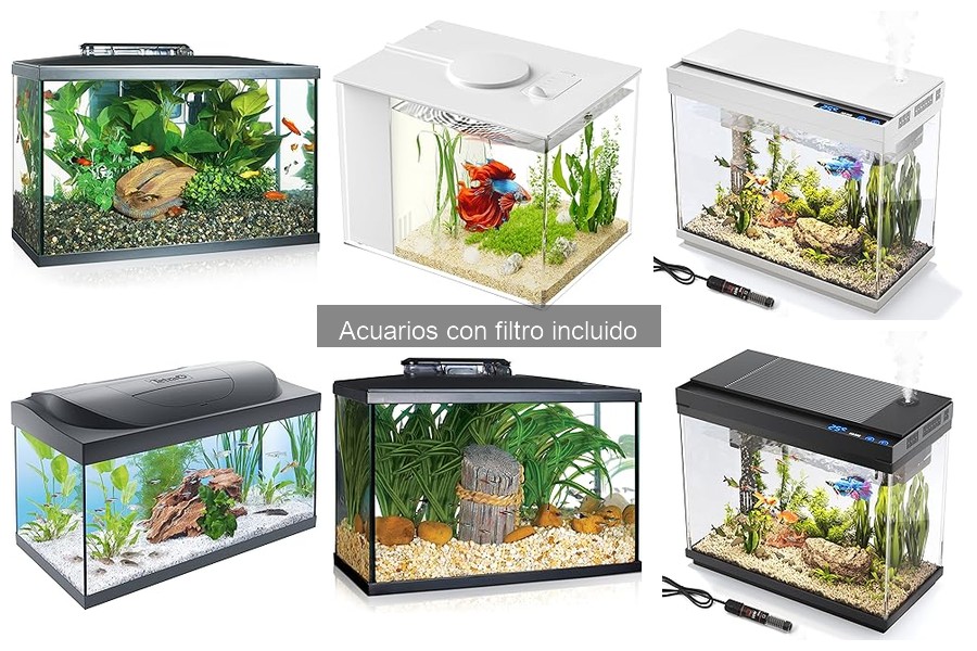 Guía para elegir el mejor acuario con filtro para principiantes