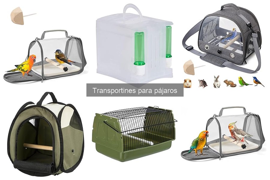 Guía para Elegir el Mejor Transportín para Tu Loro