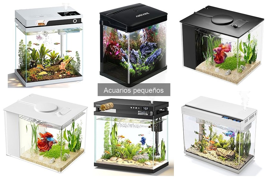 Imprescindibles para un Acuario Pequeño Exitoso