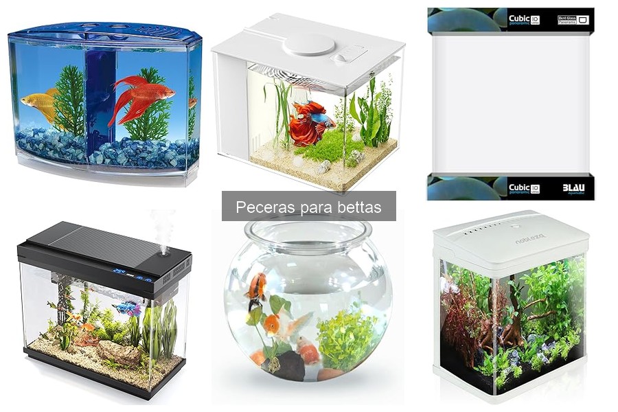 Las Mejores Peceras para Betta: Tipos y Características