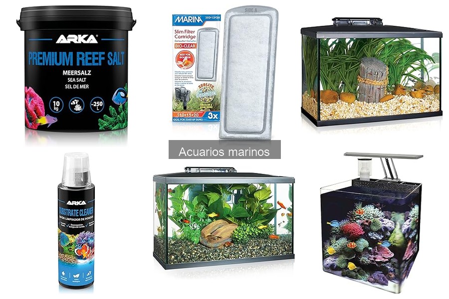 Mantenimiento de Acuarios Marinos: Guía Práctica Esencial