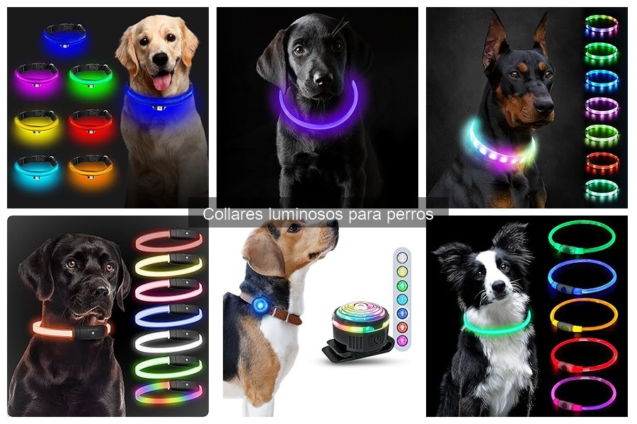 Mantenimiento de Collares Luminosos para Perros: Consejos Esenciales