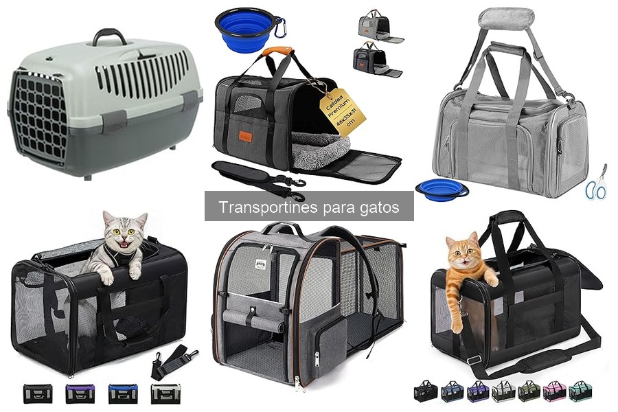 Mantenimiento y Limpieza de Transportines para Gatos