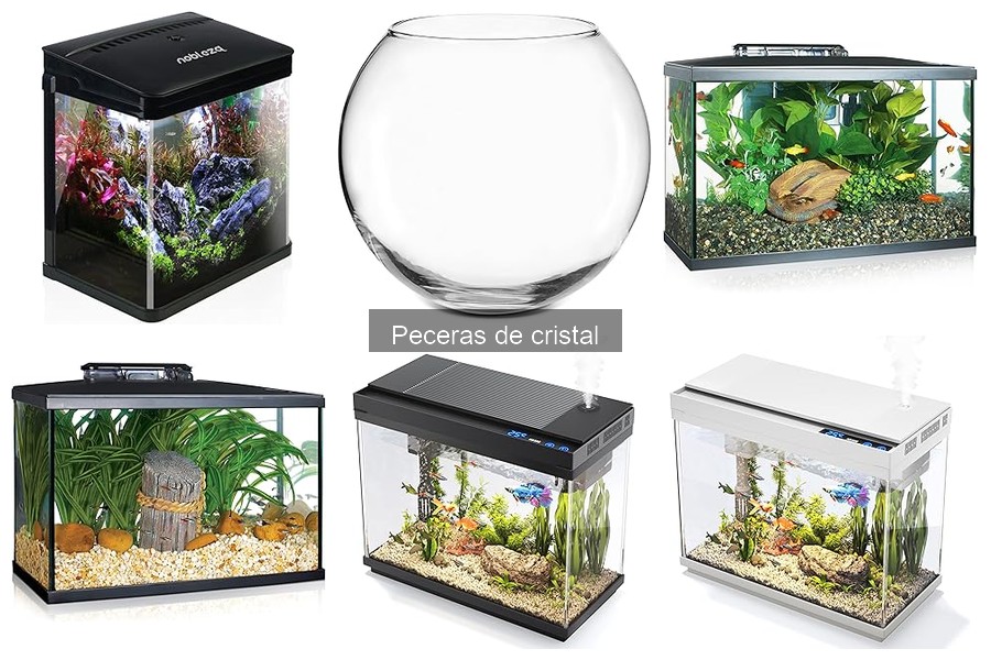 Mejores peceras de cristal para principiantes en acuariofilia