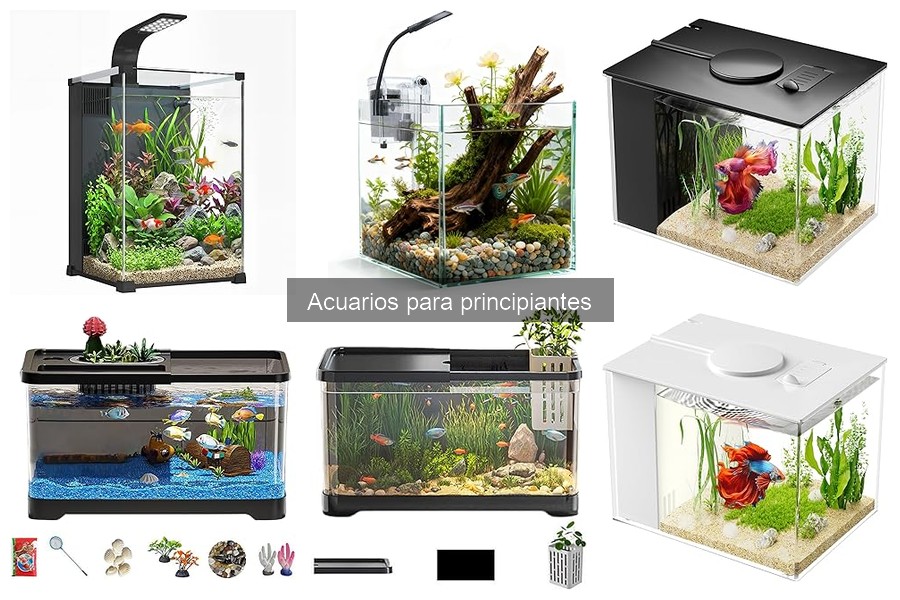 Mejores peces para principiantes en acuarios