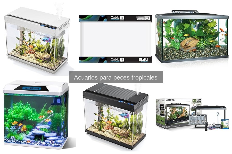 Mejores peces tropicales para acuarios pequeños