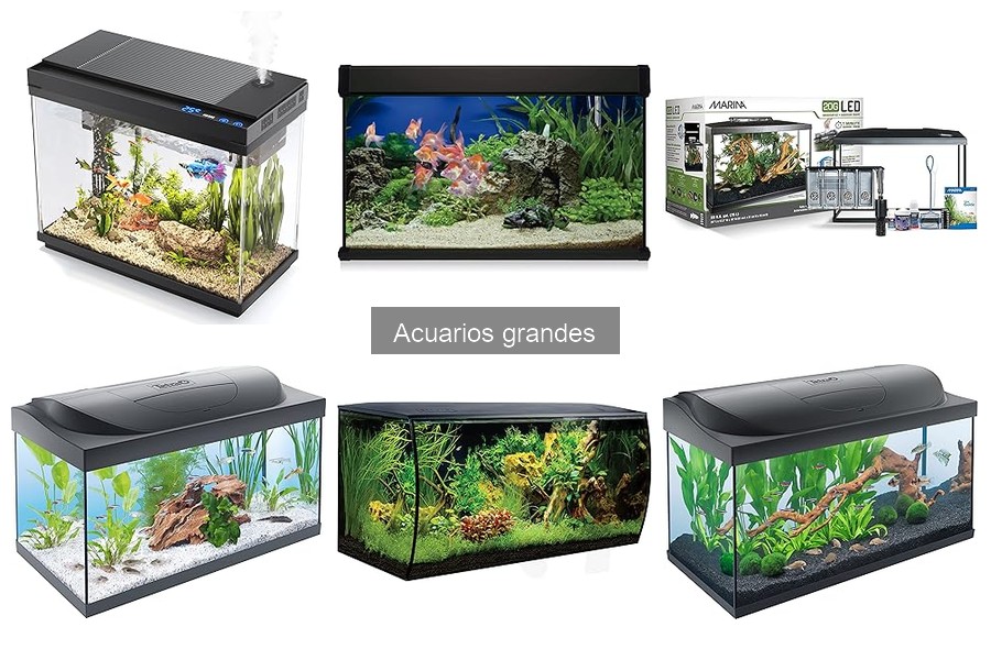 Mejores plantas acuáticas para acuarios grandes en 2023