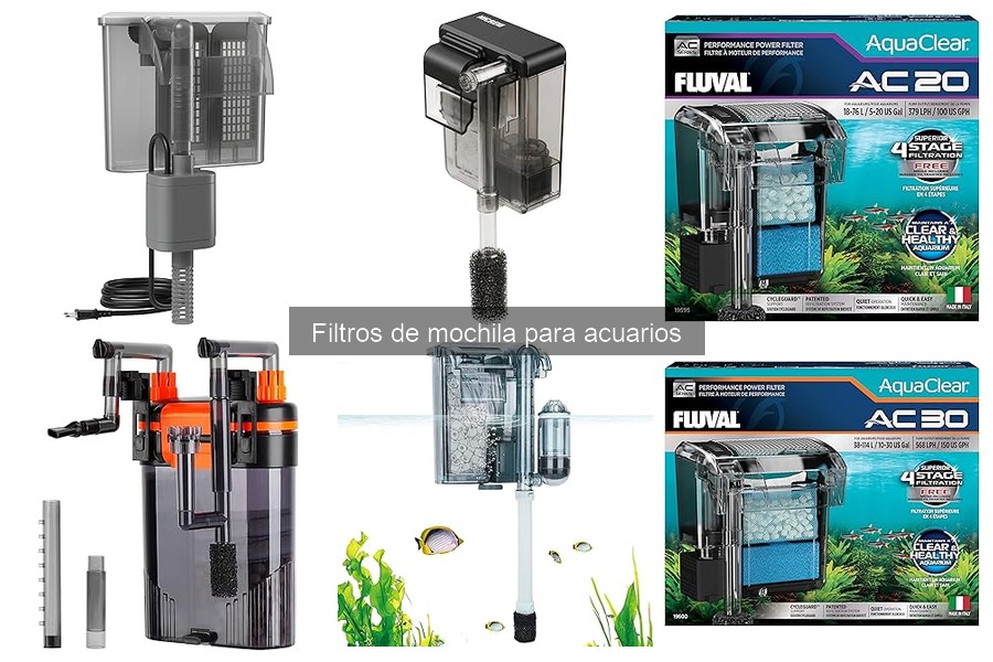 Peces ideales para acuarios con filtro de mochila