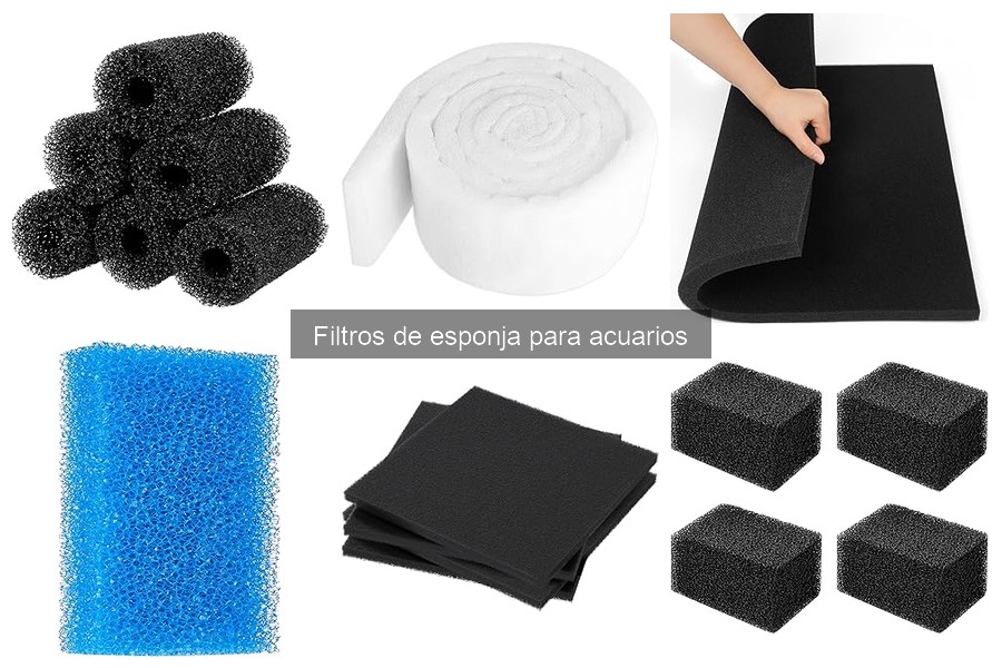 Peces ideales para acuarios con filtros de esponja