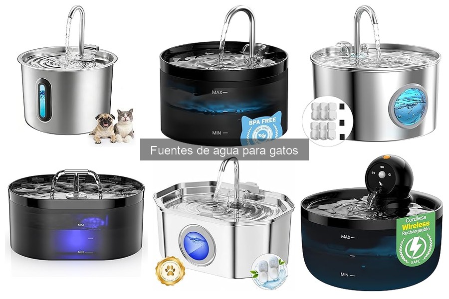 ¿Por qué mi gato no usa la fuente de agua? Soluciones efectivas