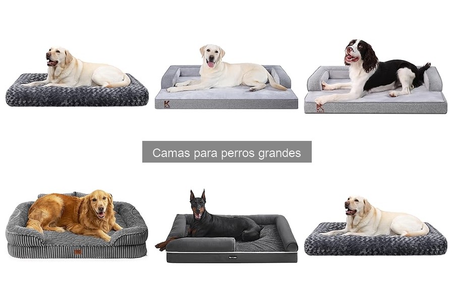 ¿Por qué mi perro grande no usa su cama nueva? Soluciones aquí