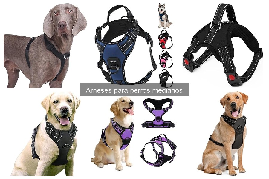 Precios de arneses para perros medianos: guía de presupuesto