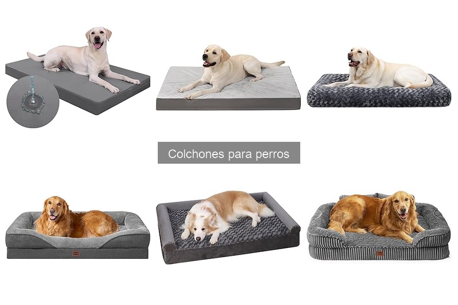 Problemas Comunes con Colchones para Perros y Soluciones