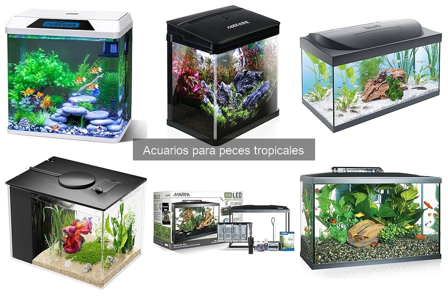 Problemas comunes en acuarios de peces tropicales y soluciones