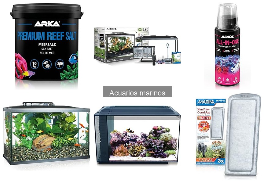 Problemas comunes en acuarios marinos y sus soluciones