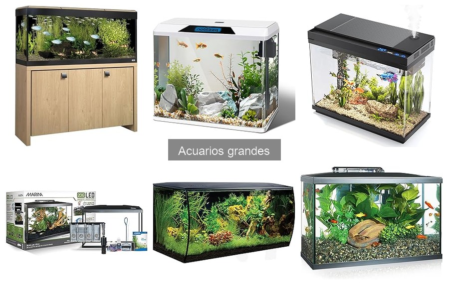 ¿Qué es un acuario grande? Características y consejos