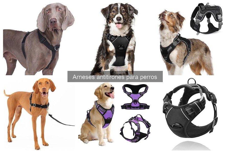 ¿Qué es un arnés antitirones para perros? Características y funciones