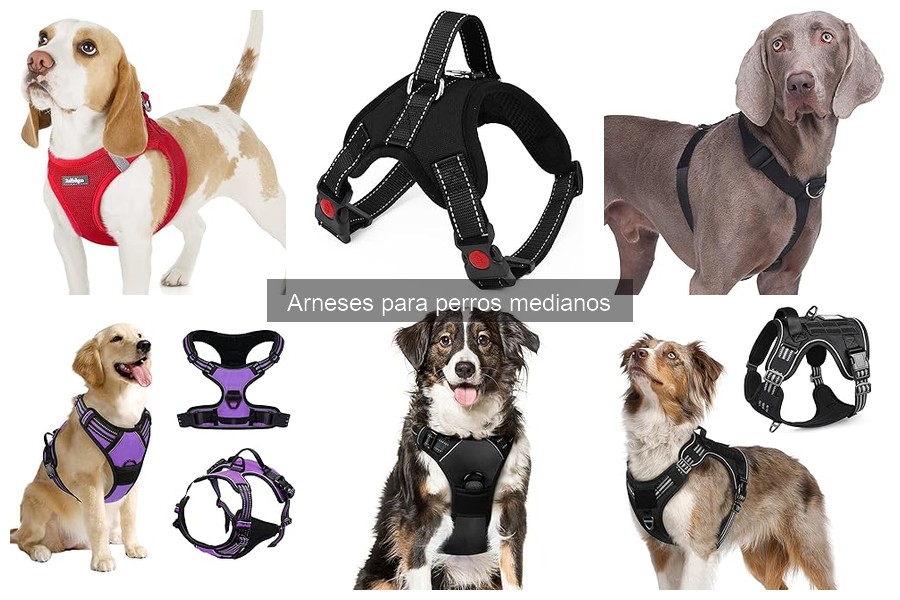 Qué es un arnés para perros medianos: características clave