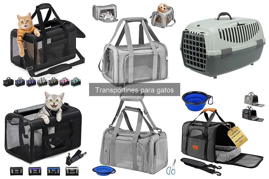 ¿Qué es un transportín para gatos? Guía completa