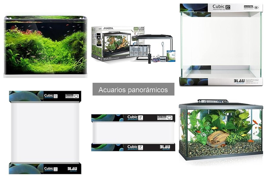 Qué son los acuarios panorámicos: características y beneficios