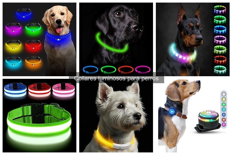 ¿Qué son los collares luminosos para perros y sus beneficios?