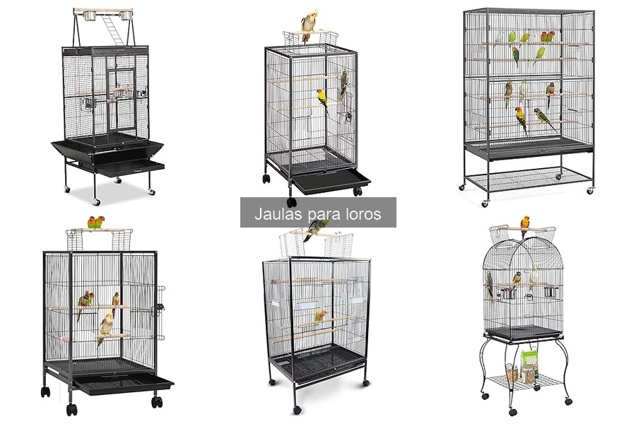 ¿Qué tamaño de jaula es ideal para tu loro?
