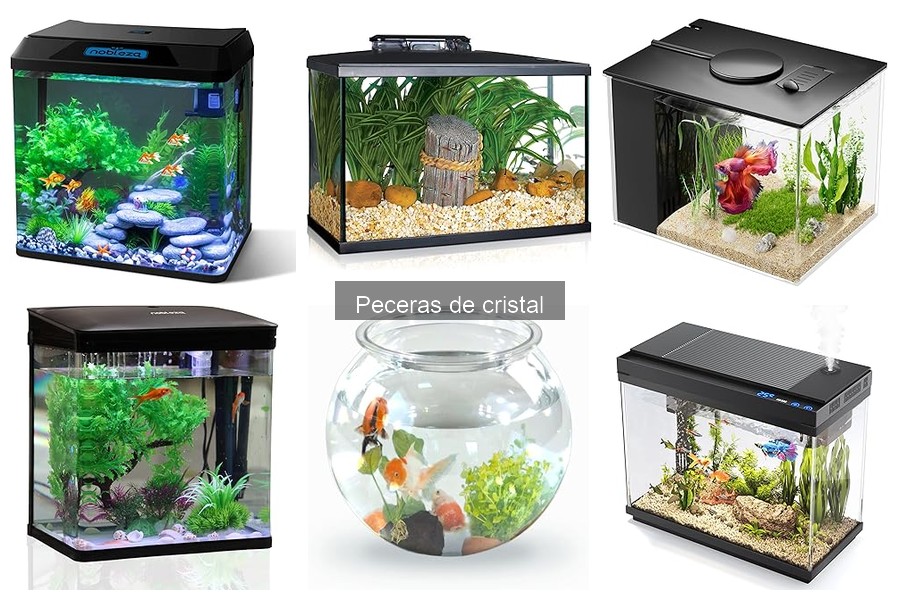 Soluciones a problemas comunes en peceras de cristal