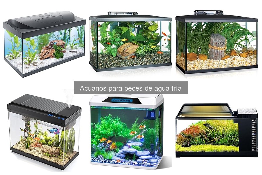 Tipos de acuarios ideales para peces de agua fría