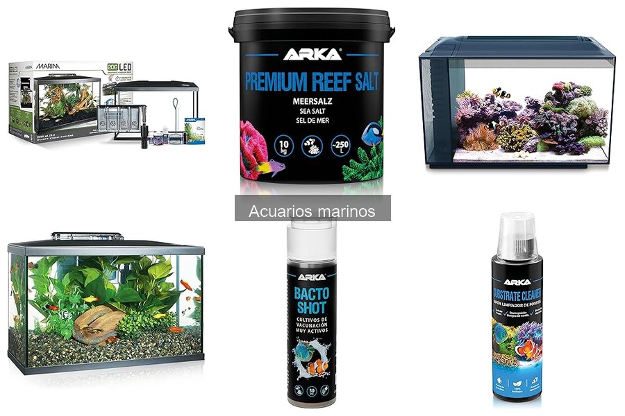 Tipos de acuarios marinos: ¿Cuál es el mejor para ti?