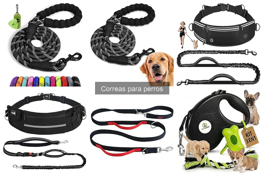 Tipos de correas para perros: guía y características