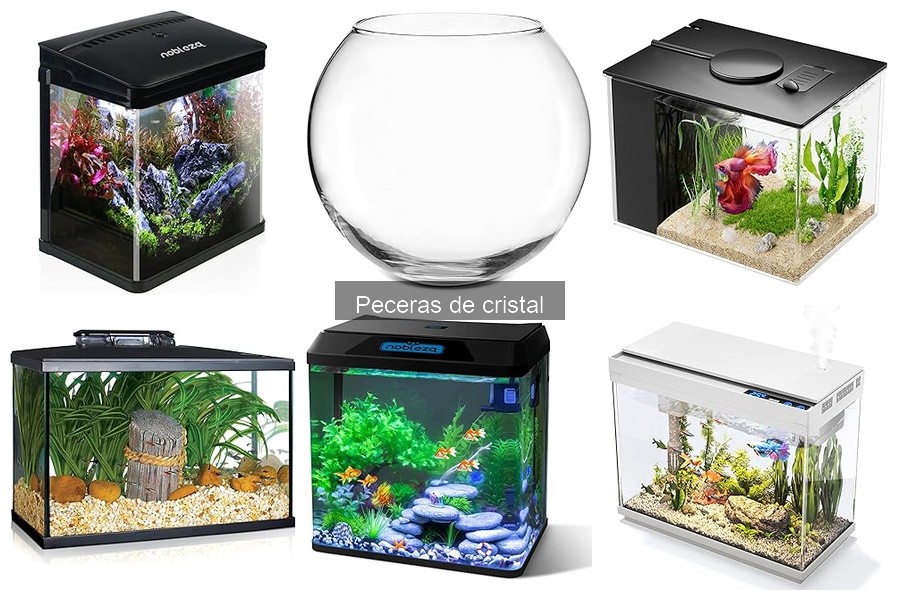 Tipos de peceras de cristal y sus mejores usos