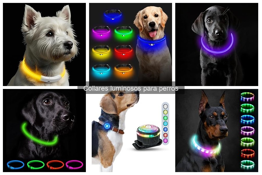 Ventajas de los Collares Luminosos para Perros | Seguridad y Visibilidad