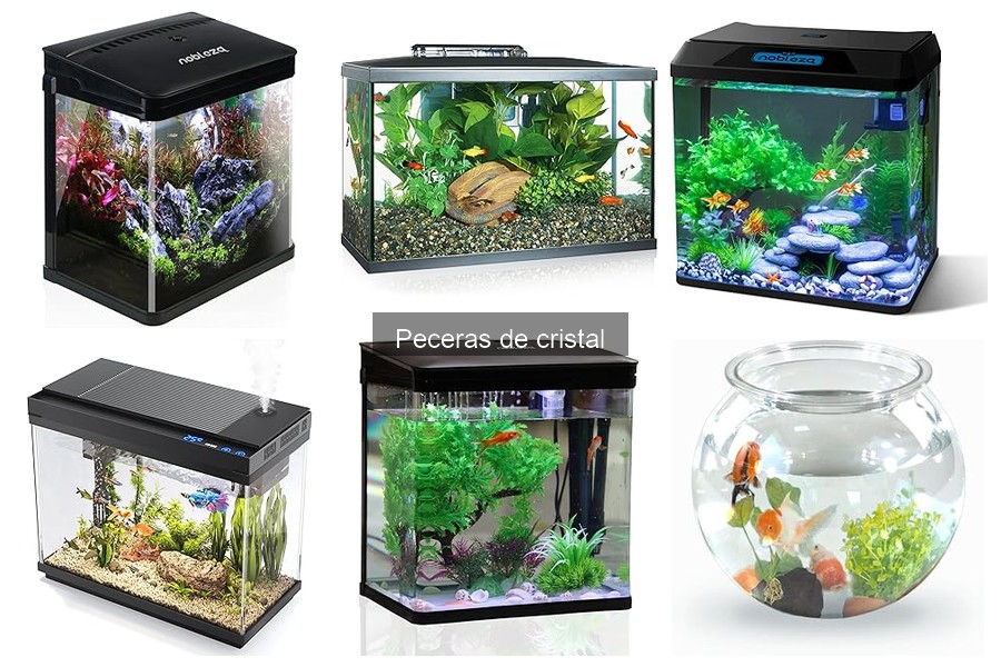 Ventajas y Desventajas de las Peceras de Cristal