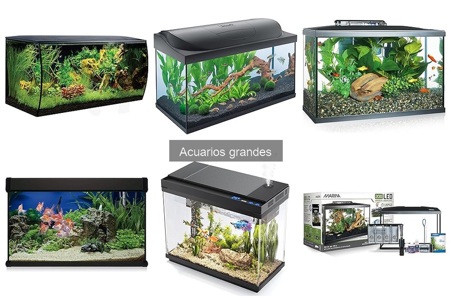 Ventajas y desventajas de tener un acuario grande